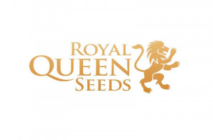 Royal Queen Seeds