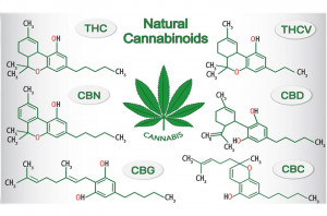 канабиноиды в конопле