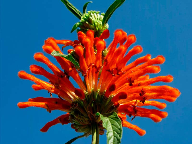 Дикая Дагга (Leonotis leonuris)