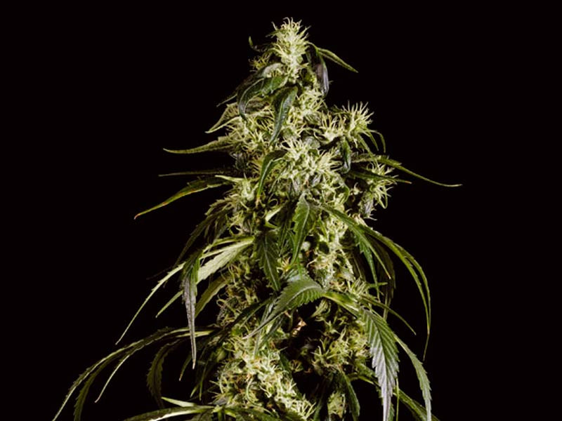 Сорт Arjan’s Haze #1 от Green House Seeds