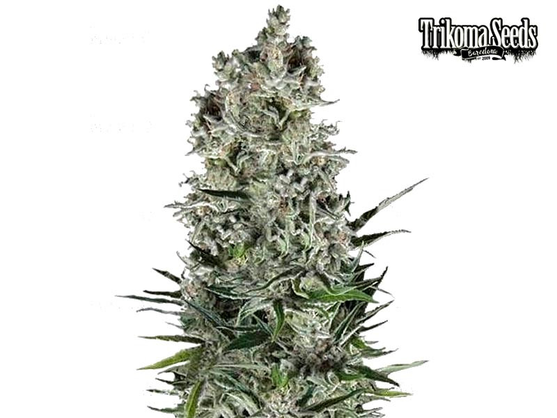 Super Cheese Auto - сорт конопли от Trikoma Seeds