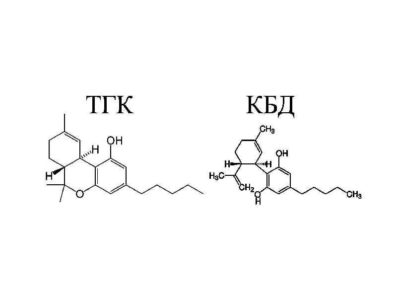 тгк и кбд