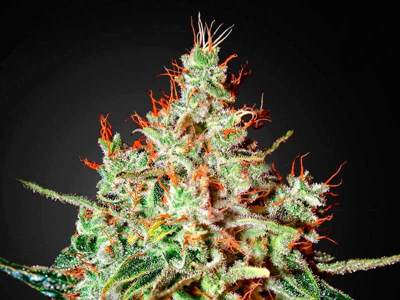 K-Train от Green House Seeds