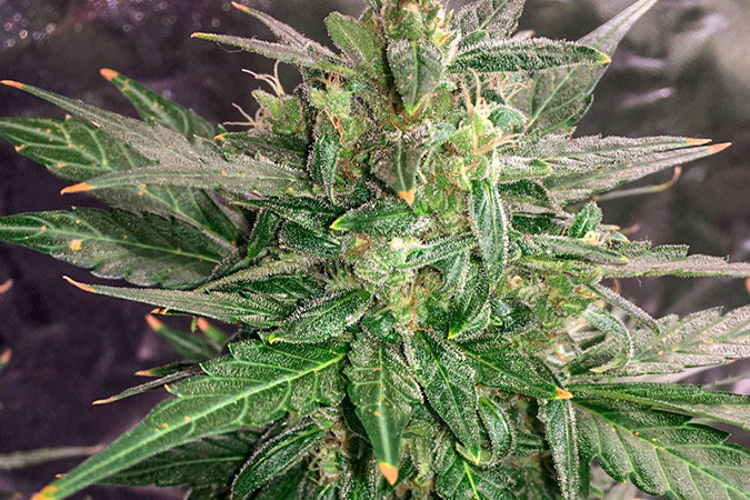 Сорт марихуаны Thunder Bloody Mary auto