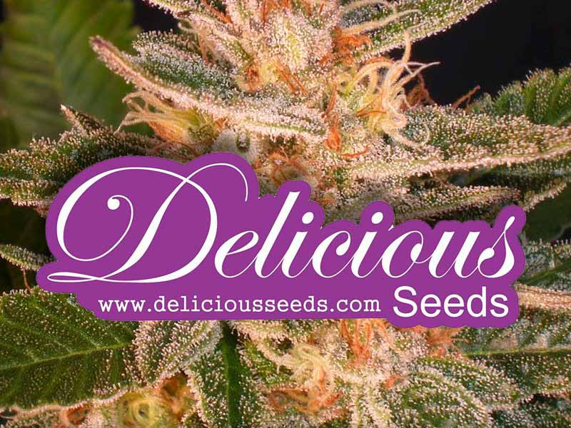 Семена конопли от Delicious Seeds