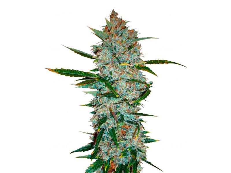 Kali Мist fem (Serious Seeds)